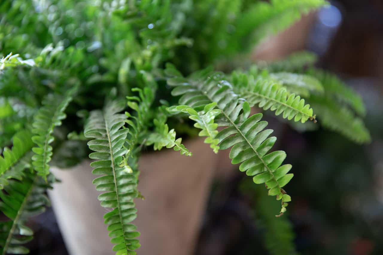 Boston Fern