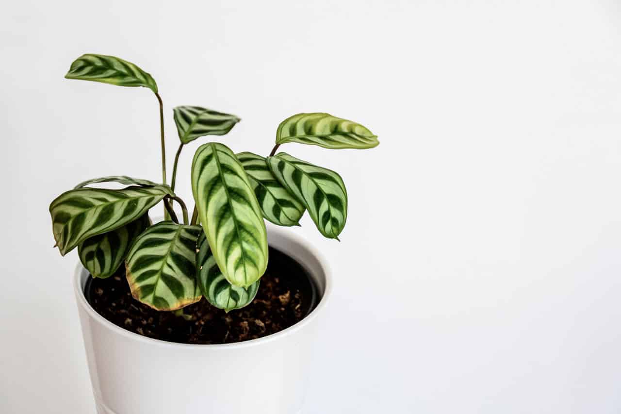 Calathea