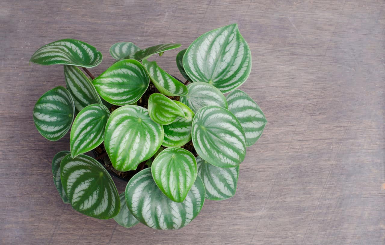 Peperomia