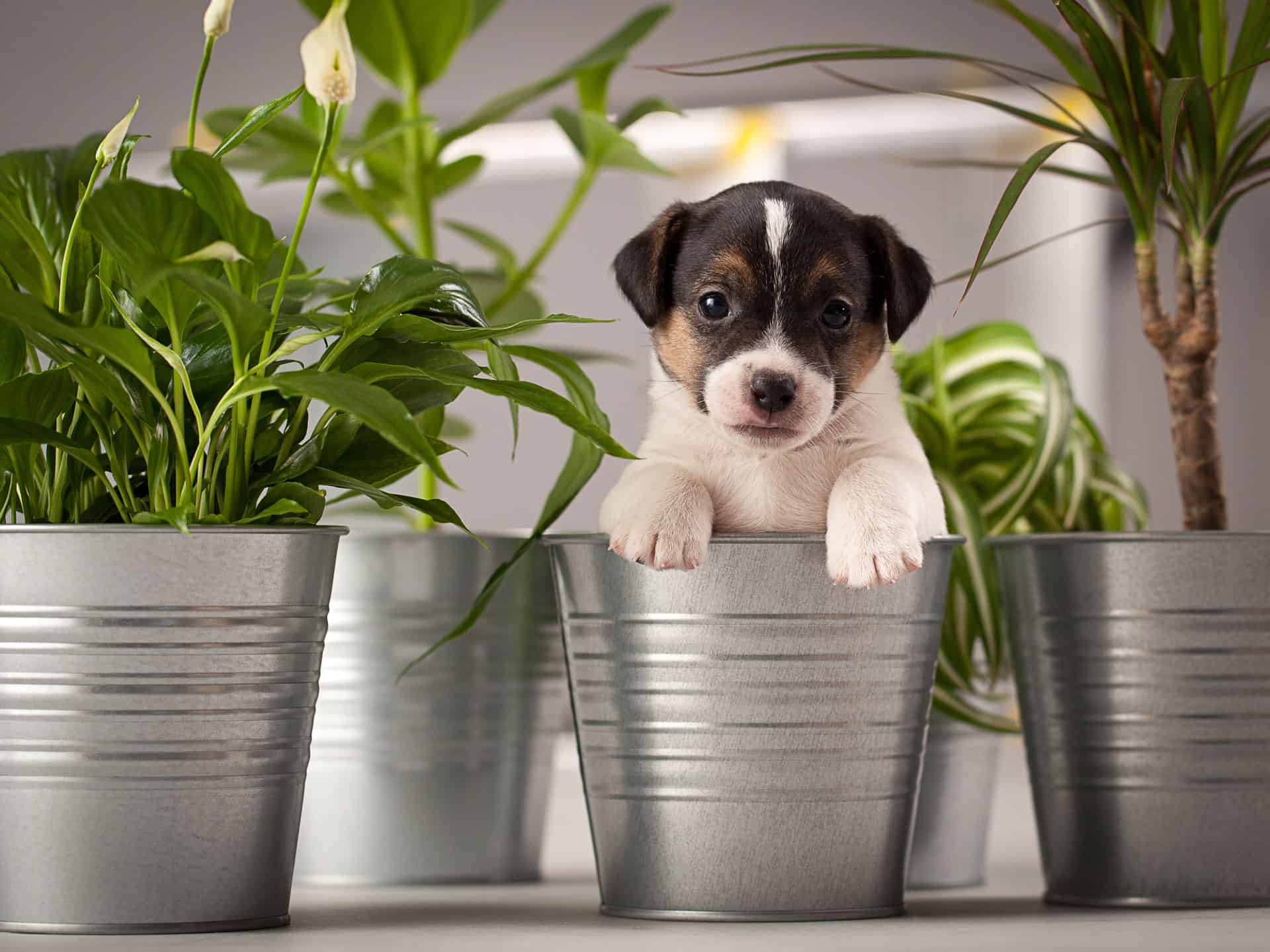 puppy in flower pot