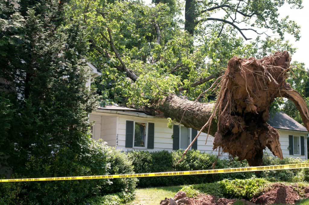 Uprooted tree on roof